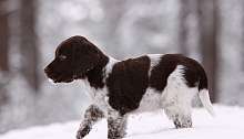 Hund Hund